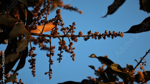 mango tree flowers