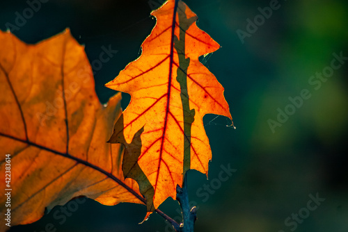 autumn maple leaves