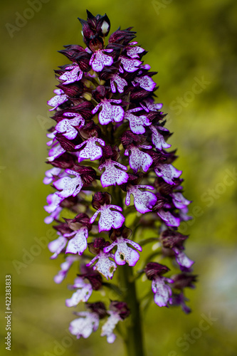 Orchis Purpurea