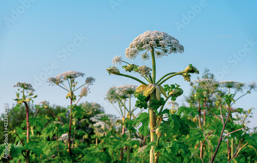 Field of a giant flowering hogweed, dangerous to humans. Poisonous plant photo