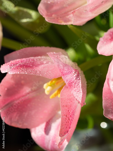 Macro Pink tulips with dew and water droplets. Tenderness