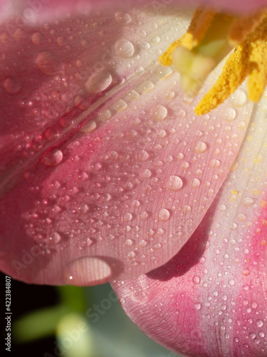 Macro Pink tulips with dew and water droplets. Tenderness
