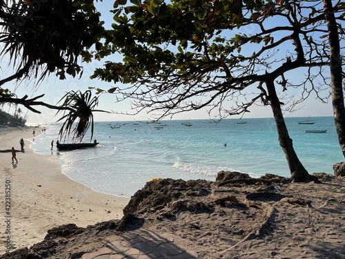 trees on the beach