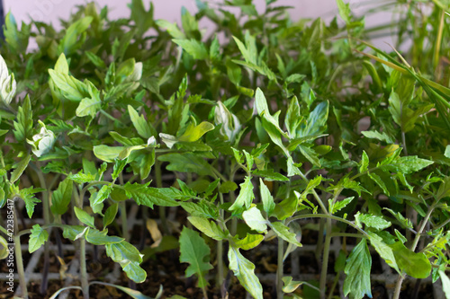 plantel de tomateras ( Solanum lycopersicum )puestas en expositor con bandeja de poliespán .