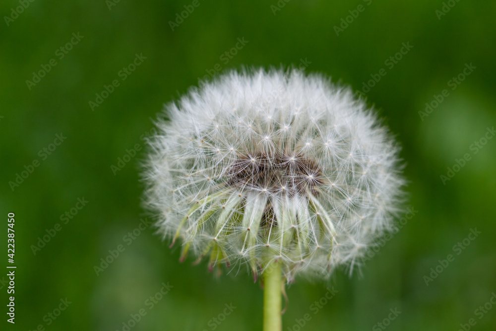 dandelion, beautiful white flowers in the meadow, floral background of delicate flowers, macro photography dandelion, beautiful white flowers in the meadow, floral background of delicate flowers, macro photography