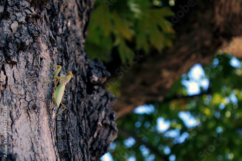 mantis on a tree