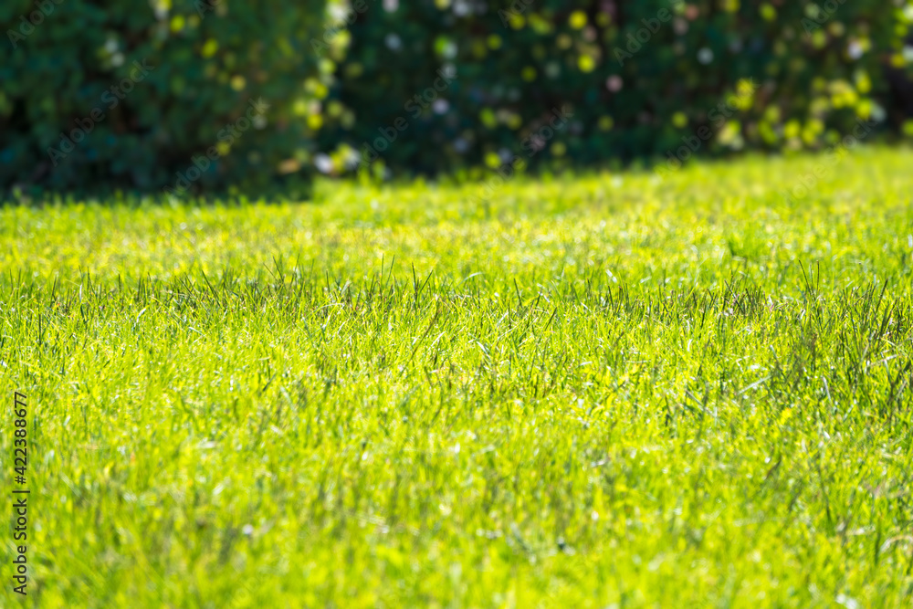 Green grass illuminated by the setting sun. Nanure background. Green grass illuminated by the setting sun. Nanure background.
