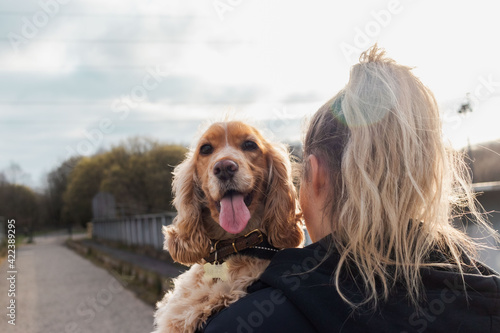 English Cocker Spaniel Golden Dog Puppy 