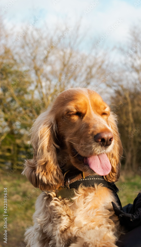 English Cocker Spaniel Golden Dog Puppy 