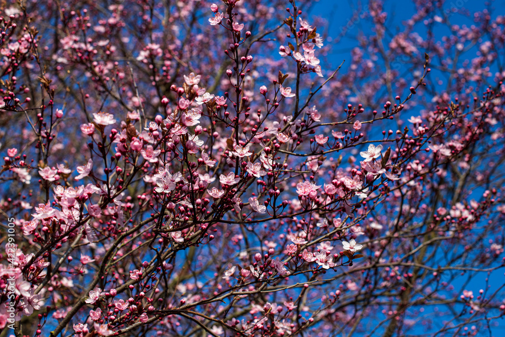 Flowering pretty in pink bird cherry tree on the blue sky background in the spring garden Flowering pretty in pink bird cherry tree on the blue sky background in the spring garden