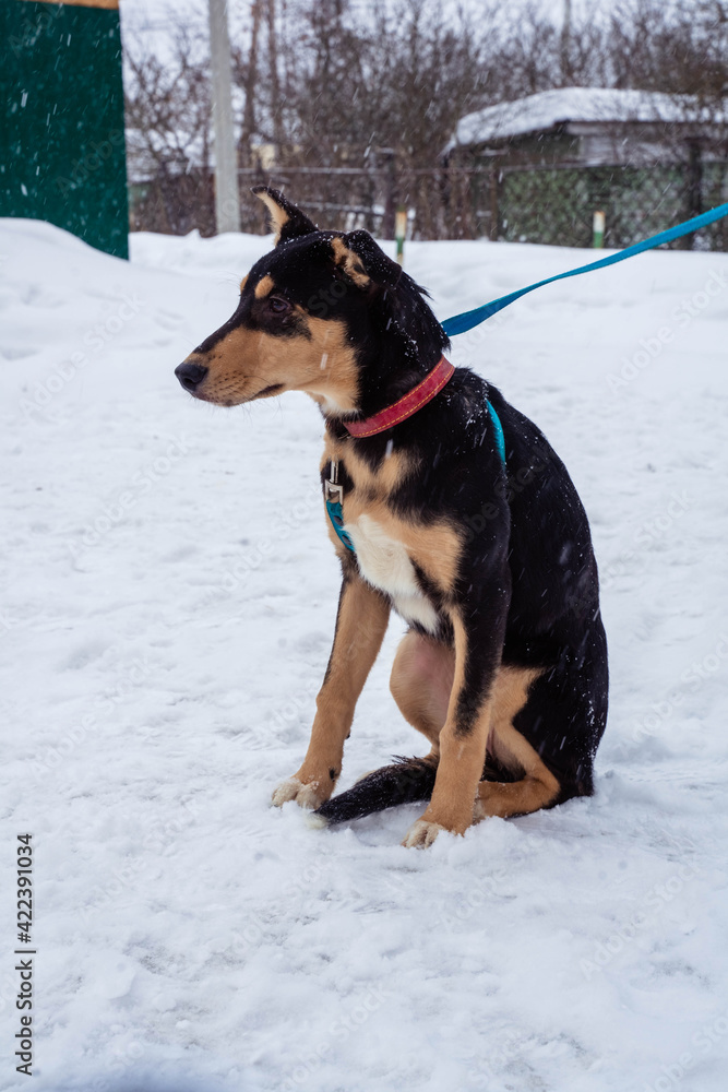 tricolor dog with a leash sits on the snow tricolor dog with a leash sits on the snow