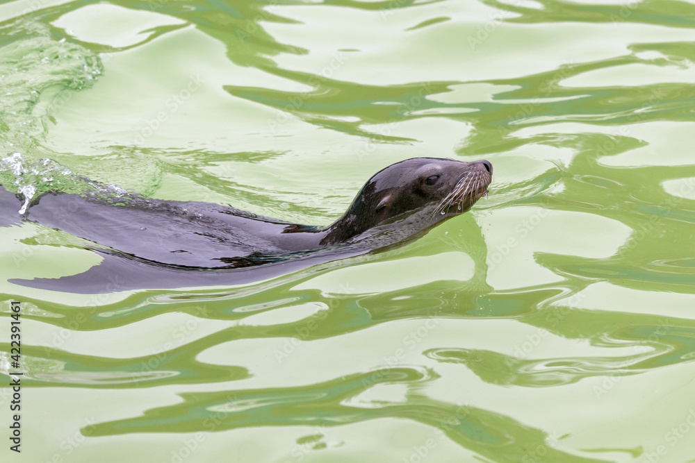 Obraz premium California Sea Lion (zalaphus californianus)