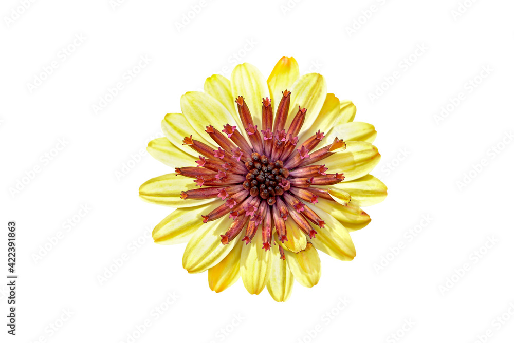 yellow and brown osteospermum flower isolated on white yellow and brown osteospermum flower isolated on white