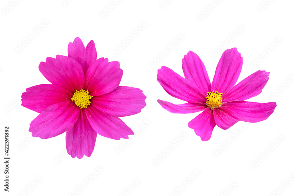 couple of pink cosmos flowers isolated on white