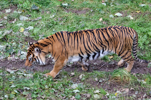 Sumatran tiger (Panthera tigris sumatrae) photo