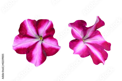 couple of pink and red petunia flowers isolated on white