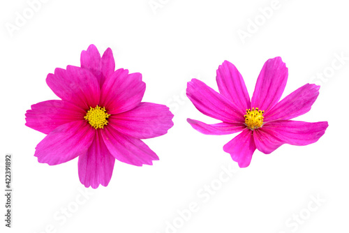 couple of pink cosmos flowers isolated on white