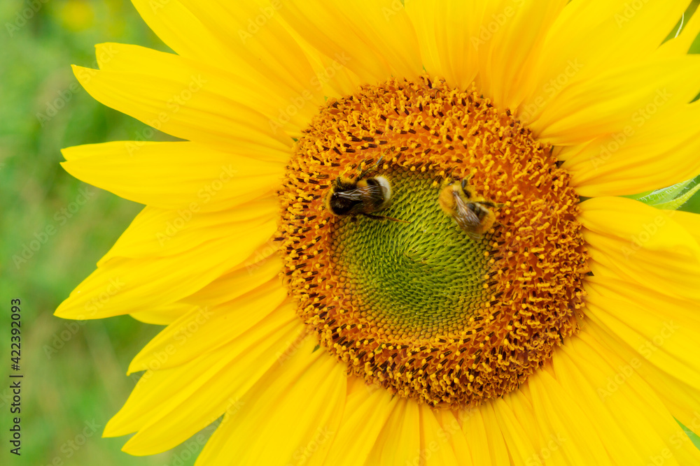 Bee and bumblebee on blooming sunflower in the field Bee and bumblebee on blooming sunflower in the field