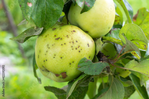 Fotografie Apples with scab on a branch in the garden