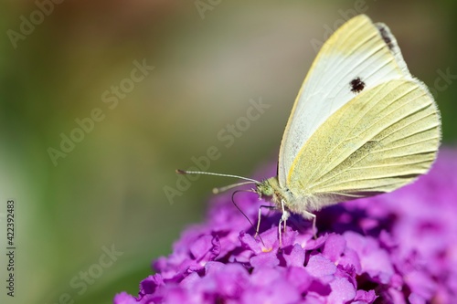 A portrait of a cabbage white butterfly, also known as a small white or cabbage butterfly sitting on the flowers of a pink delight or buddleja bush, feeding itself and has a black dot on its wing.
