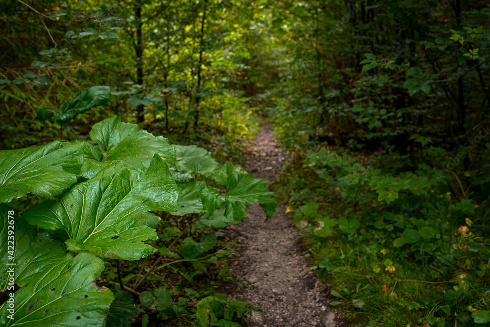 The trail through the beautiful canyon of the Slowacki Raj National Park