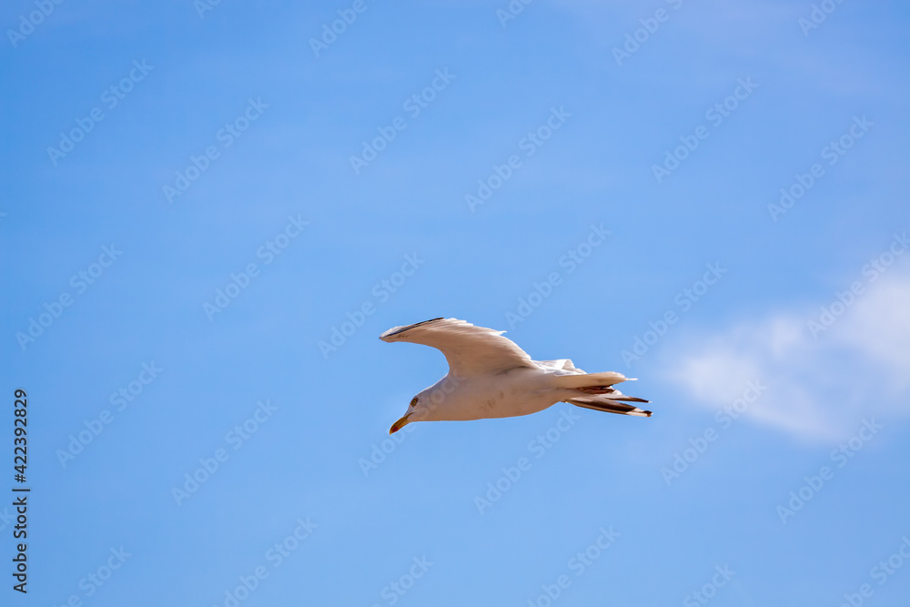 Obraz premium Common Seagull (larus larus) in Flight