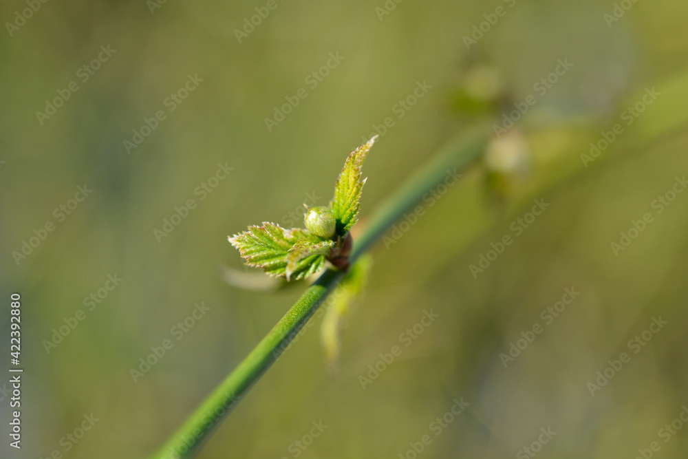 Double-flowered Japanese Kerria Double-flowered Japanese Kerria