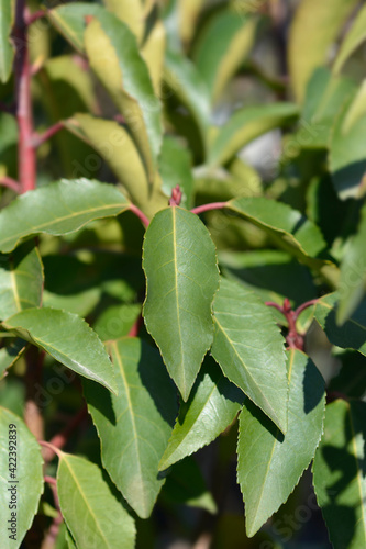 Portuguese Laurel Cherry photo