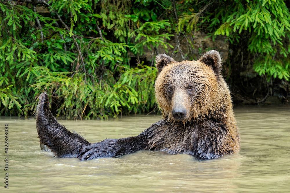 Fototapeta premium Wild Brown Bear (Ursus Arctos) in the forest.