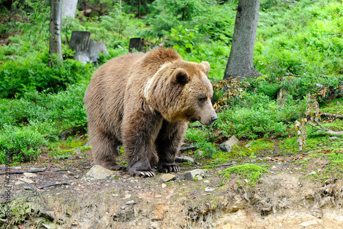 Wild  Brown Bear (Ursus Arctos) in the forest.