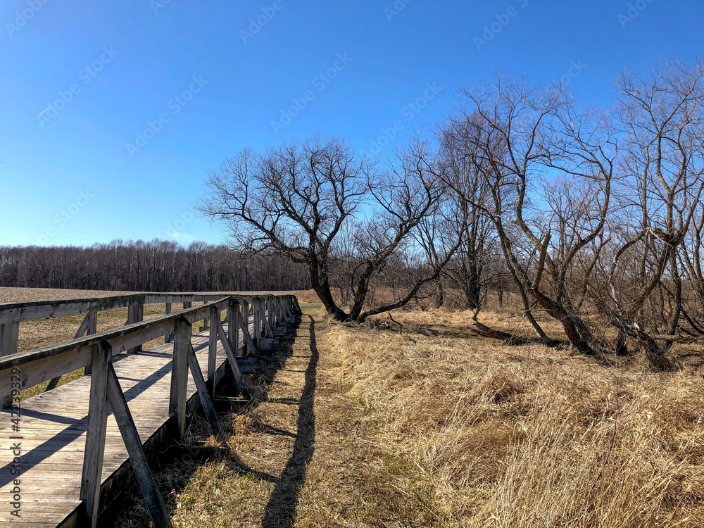 Obraz premium Trees along wooden path