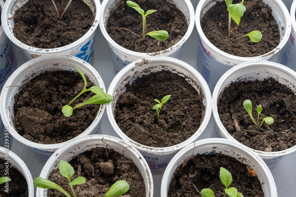 seedlings of bell pepper in cardboard boxes, on a windowsill seedlings of bell pepper in cardboard boxes, on a windowsill