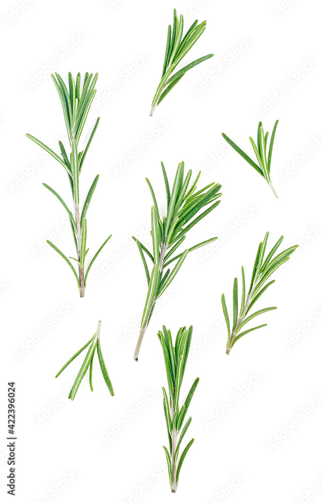 Fototapeta premium Rosemary twigs isolated on a white background, top view. Sprigs of fresh rosemary.