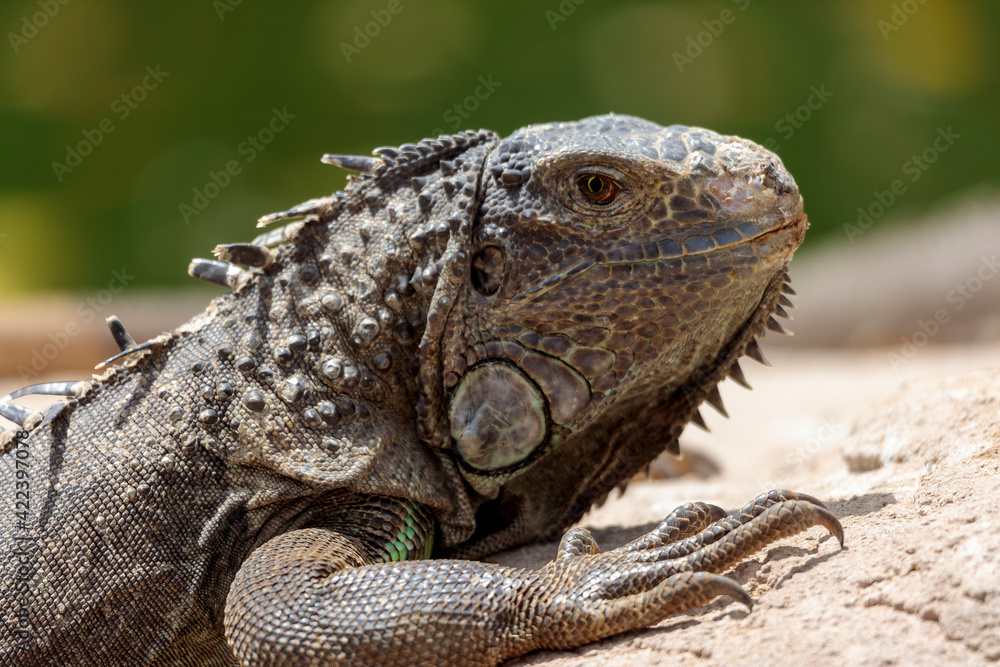 Obraz premium Close up of a male green iguana or american iguana with spines and dewlap a large neck bag resting and relaxing in the sun on a rock