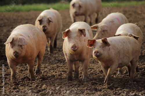 Photo Group of domestic pigs on the farm in East Devon, UK