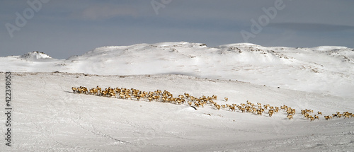 reindeer herd, Hovden - Norway photo