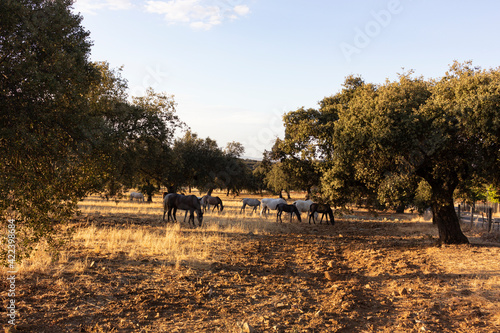 Bilde på lerret horses in the field of a village in Spain