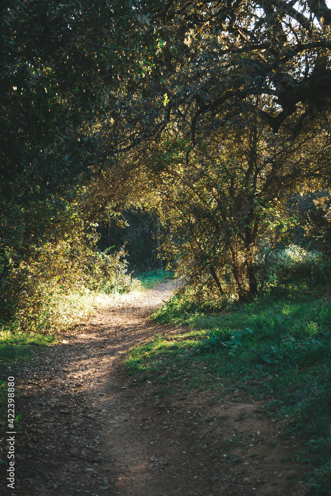 Obraz premium path in the forest