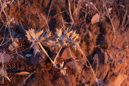 Dried holly in the countryside of a village in Spain