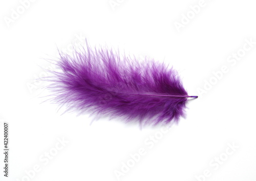 Violet fluffy bird feather on white background