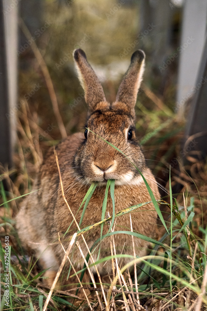 Fototapeta premium Brown rabbit eating green grass in spring close up