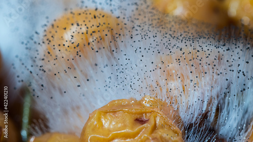 Tne macro photo of black mold.
The close up photo of an unsafe fungus Aspergillus.