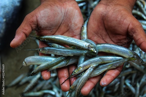 lots of half beak fish in hand hemipteridae spipe fish in hand photo