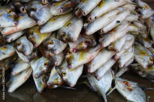helicopter fish or tripod fish sale in indian fish market
