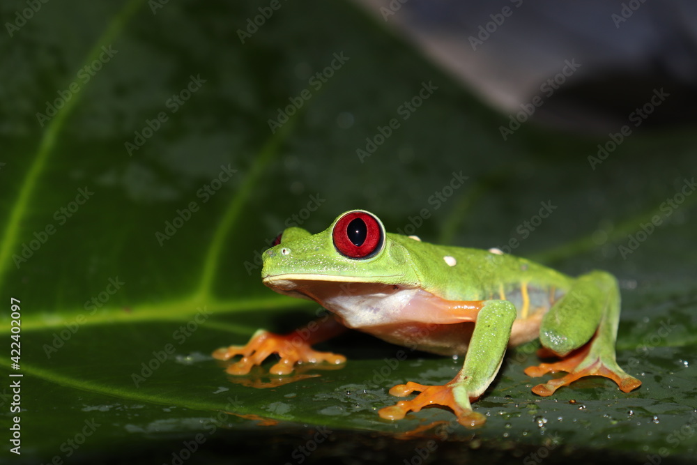 Obraz premium Red-eyed frog
