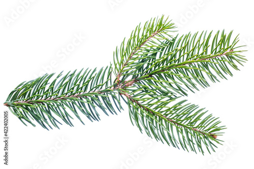 Pine branch  fir twig or conifer tree isolated on white background