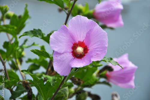 Hibiscus bush blooms in nature