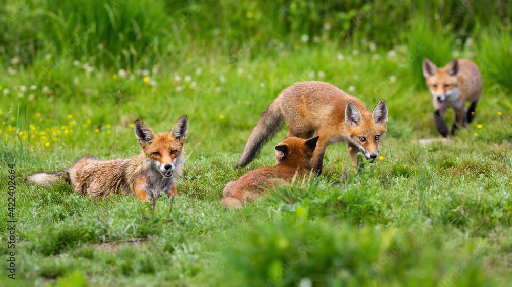 Fototapeta premium Family of red fox resting on meadow in summertime nature