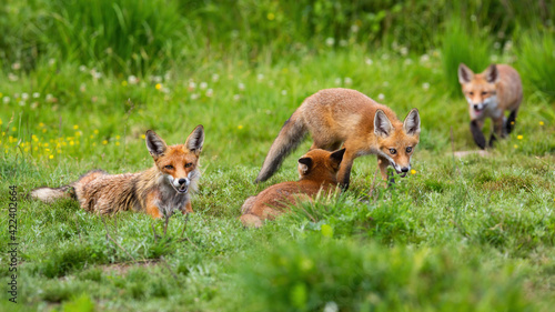 Family of red fox resting on meadow in summertime nature
