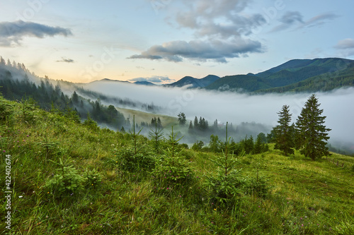 gorgeous foggy sunrise in Carpathian mountains. lovely summer landscape of Volovets district. purple flowers on grassy meadows and forested hill in fog.